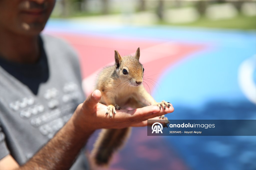 Bahçesinde bitkin halde bulduğu sincaba evinde özenle bakıyor