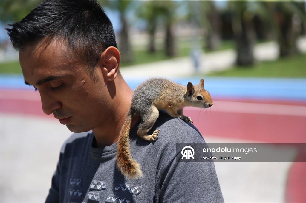 Bahçesinde bitkin halde bulduğu sincaba evinde özenle bakıyor