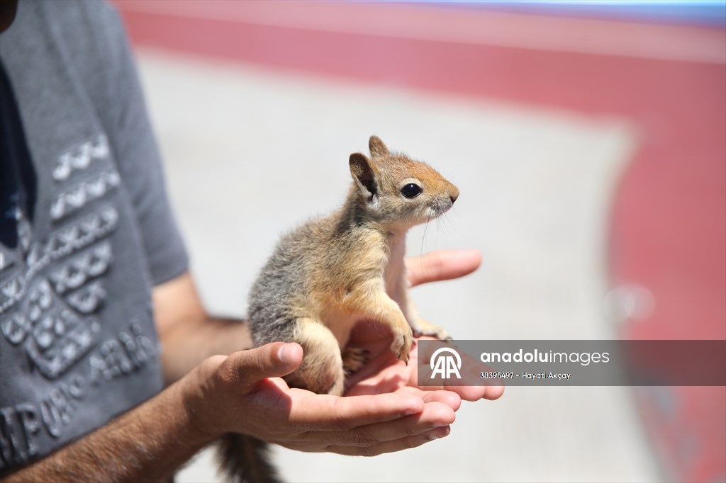 Bahçesinde bitkin halde bulduğu sincaba evinde özenle bakıyor