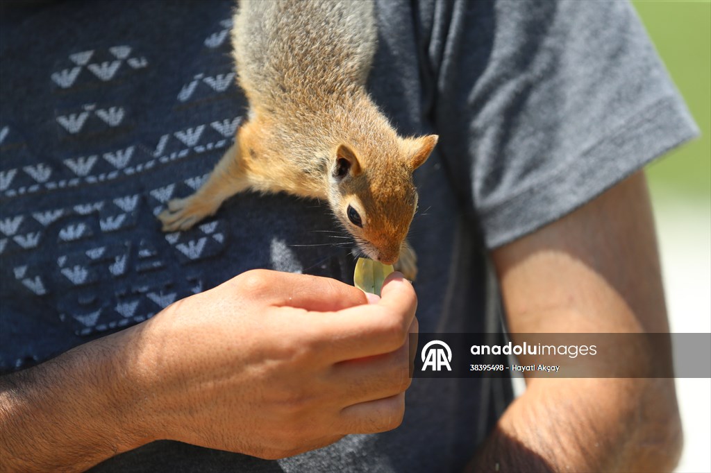 Bahçesinde bitkin halde bulduğu sincaba evinde özenle bakıyor