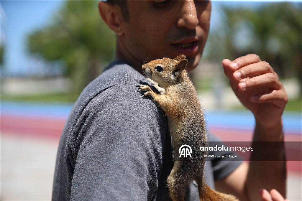 Bahçesinde bitkin halde bulduğu sincaba evinde özenle bakıyor
