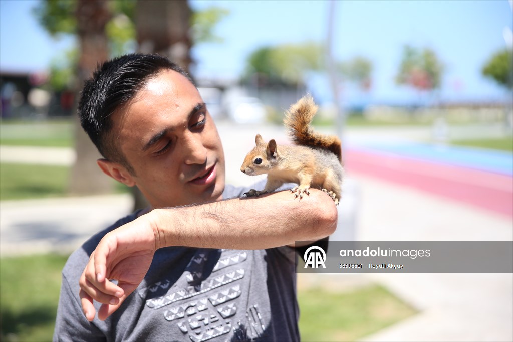 Bahçesinde bitkin halde bulduğu sincaba evinde özenle bakıyor