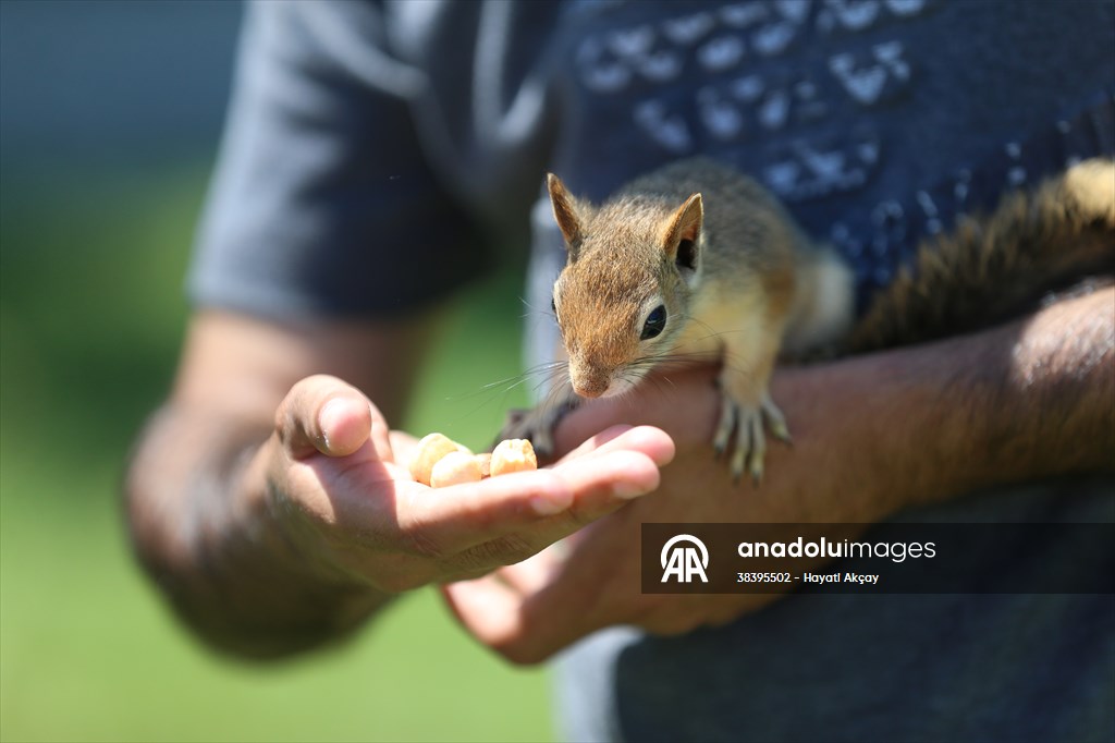 Bahçesinde bitkin halde bulduğu sincaba evinde özenle bakıyor