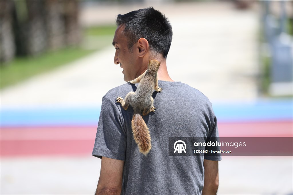 Bahçesinde bitkin halde bulduğu sincaba evinde özenle bakıyor