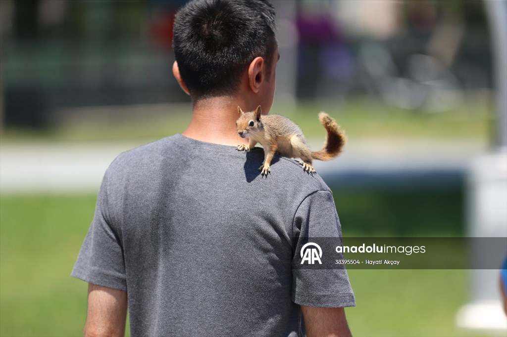 Bahçesinde bitkin halde bulduğu sincaba evinde özenle bakıyor