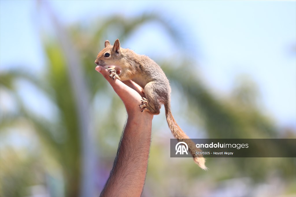 Bahçesinde bitkin halde bulduğu sincaba evinde özenle bakıyor