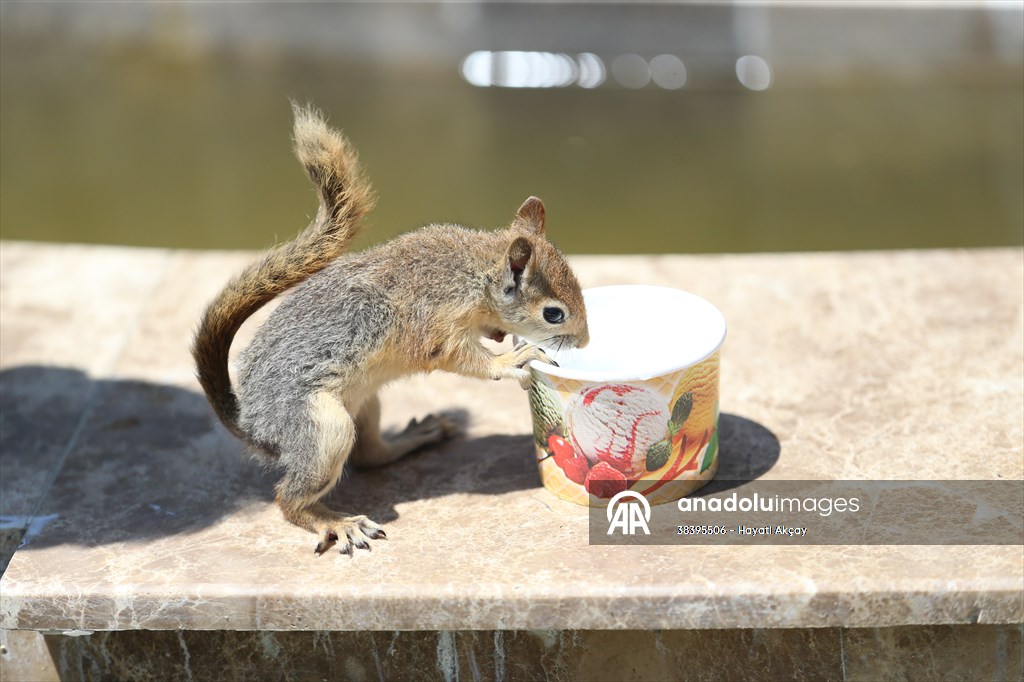 Bahçesinde bitkin halde bulduğu sincaba evinde özenle bakıyor