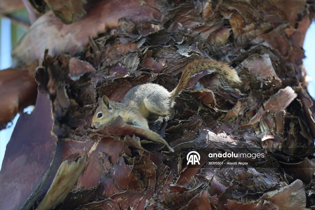 Bahçesinde bitkin halde bulduğu sincaba evinde özenle bakıyor