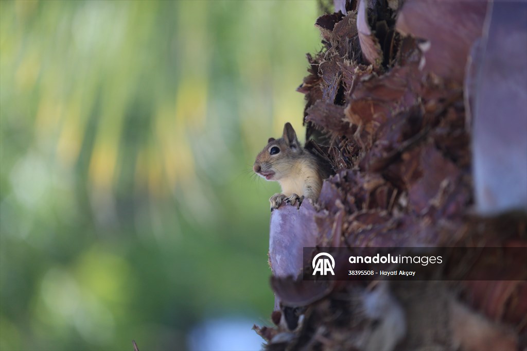Bahçesinde bitkin halde bulduğu sincaba evinde özenle bakıyor