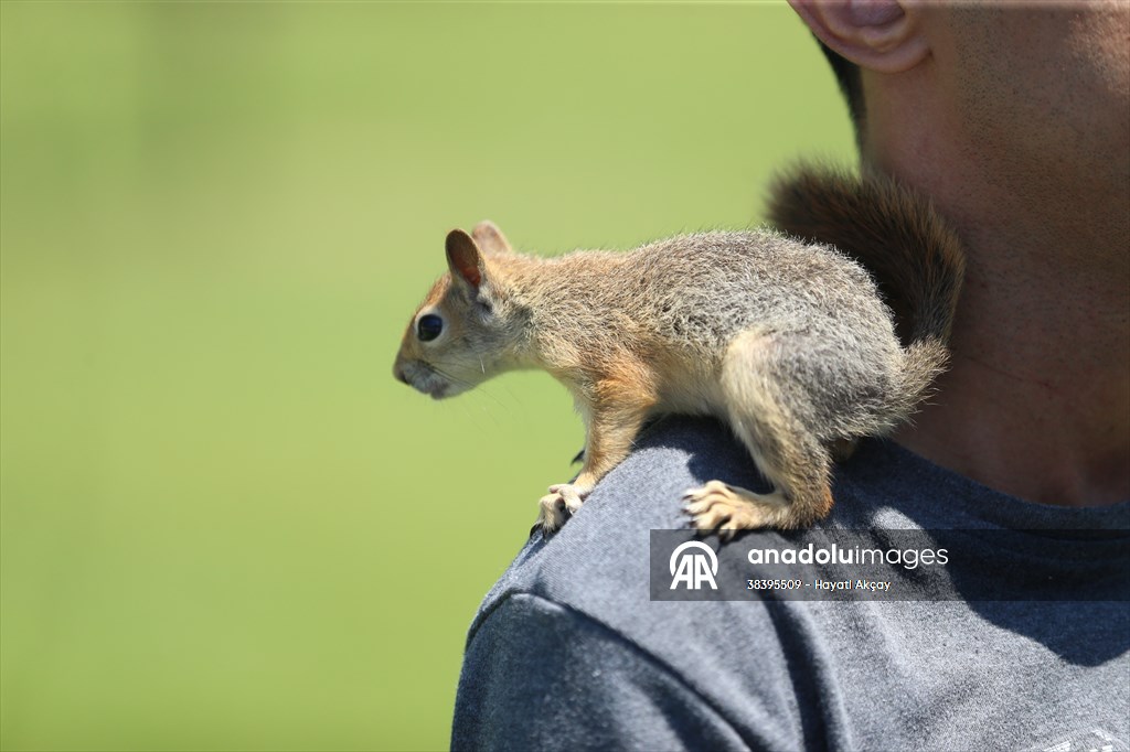 Bahçesinde bitkin halde bulduğu sincaba evinde özenle bakıyor