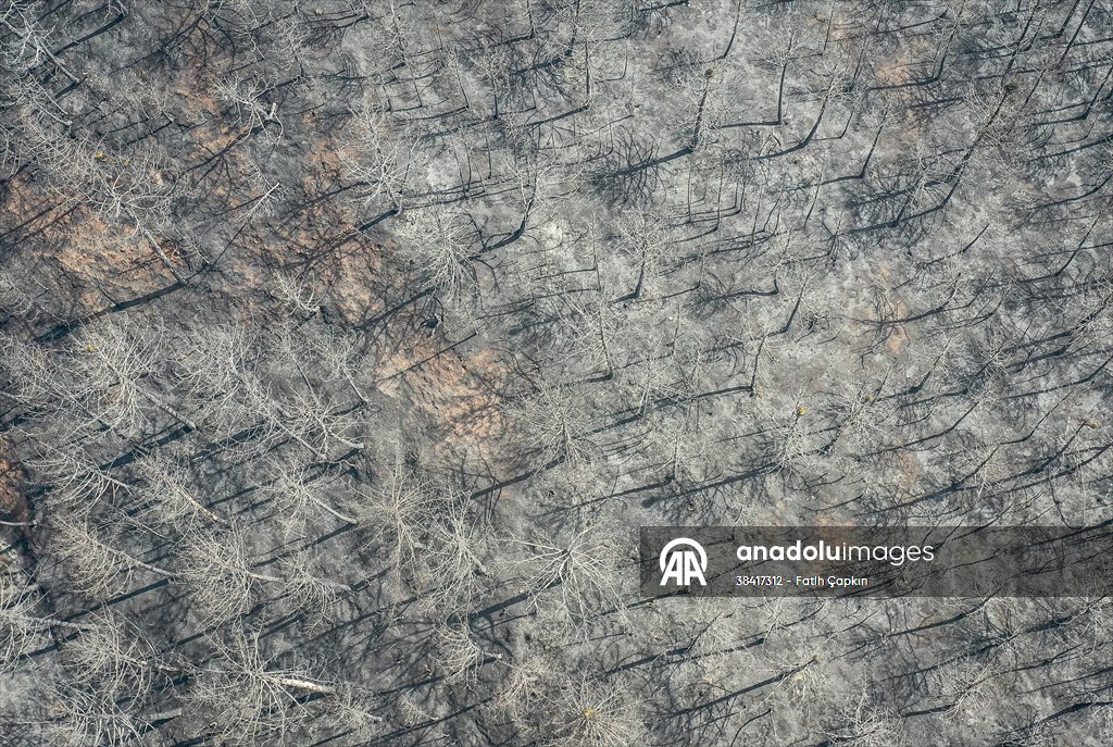 Bilecik'te orman yangınında zarar gören alanlar dronla görüntülendi