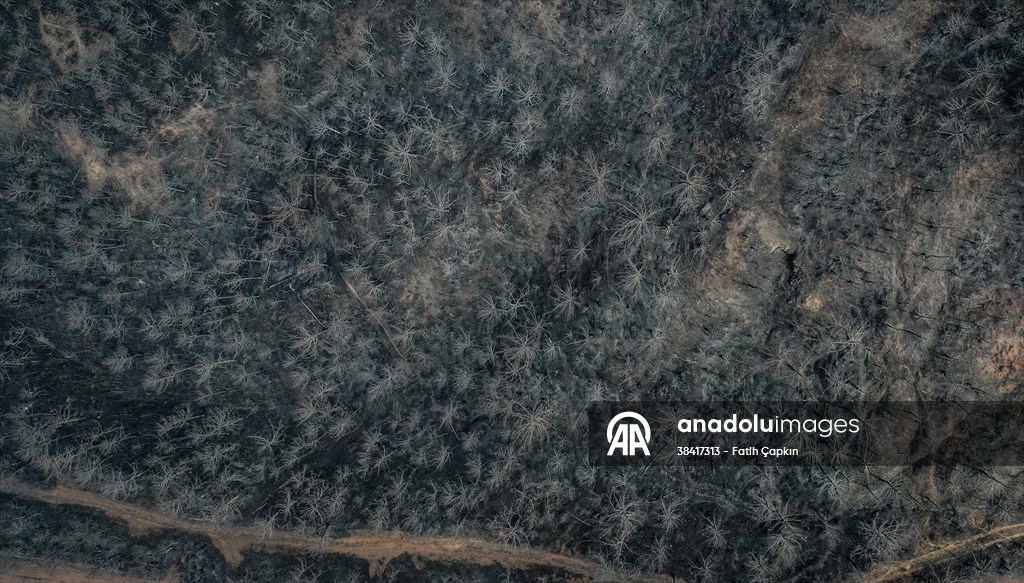 Bilecik'te orman yangınında zarar gören alanlar dronla görüntülendi