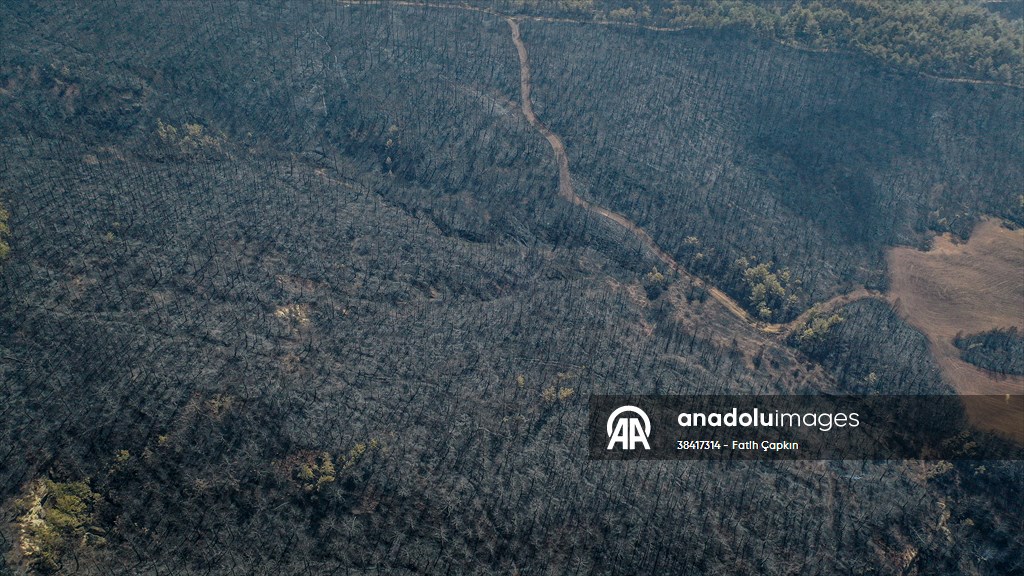 Bilecik'te orman yangınında zarar gören alanlar dronla görüntülendi