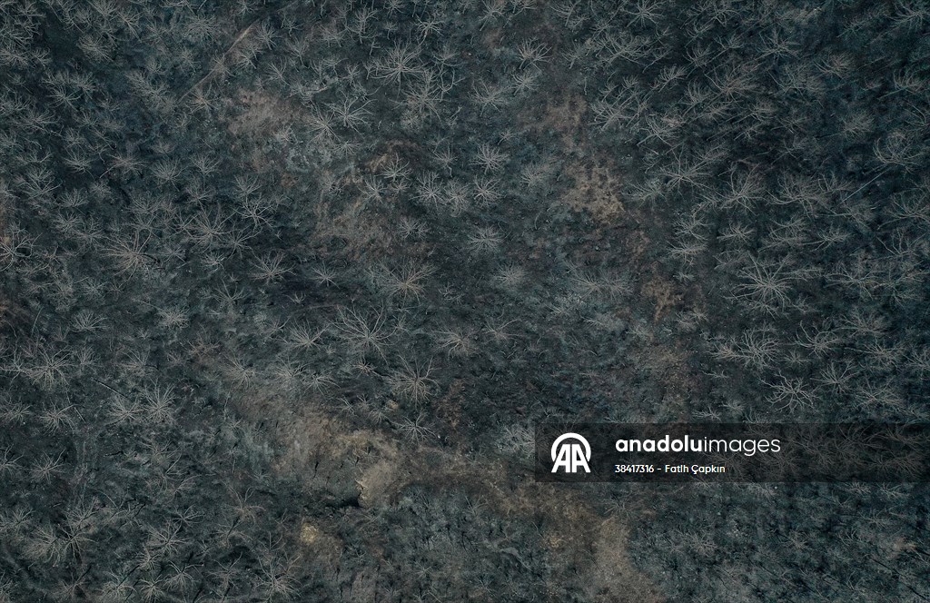 Bilecik'te orman yangınında zarar gören alanlar dronla görüntülendi