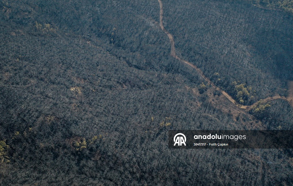 Bilecik'te orman yangınında zarar gören alanlar dronla görüntülendi