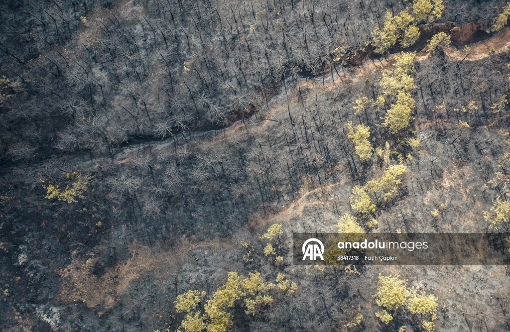Bilecik'te orman yangınında zarar gören alanlar dronla görüntülendi