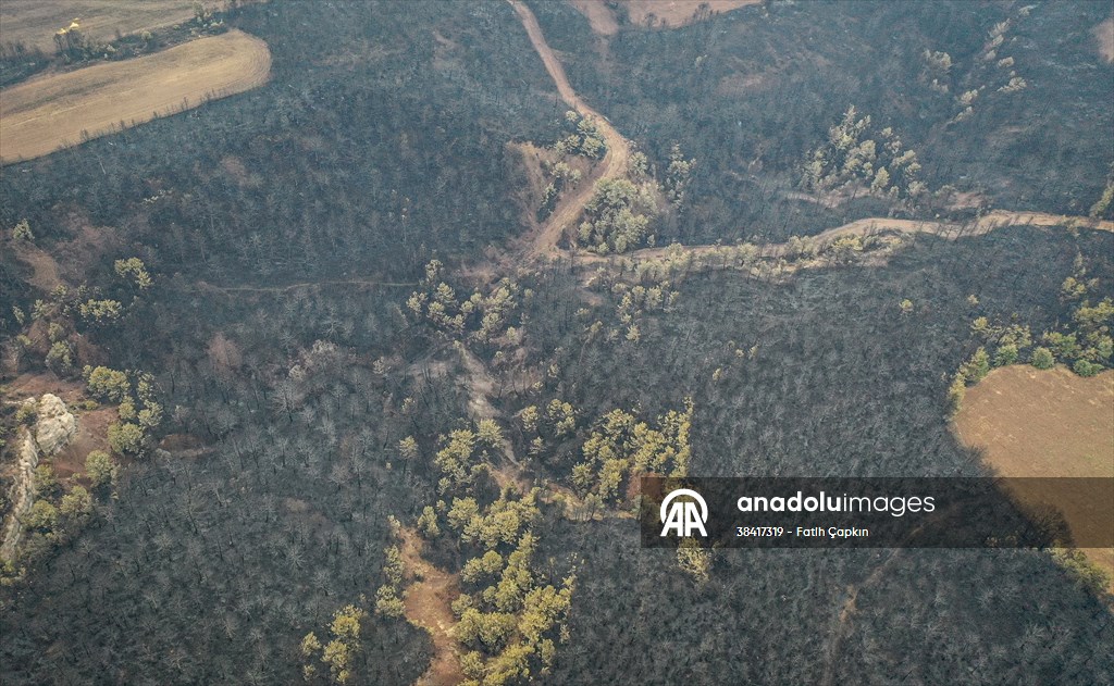 Bilecik'te orman yangınında zarar gören alanlar dronla görüntülendi