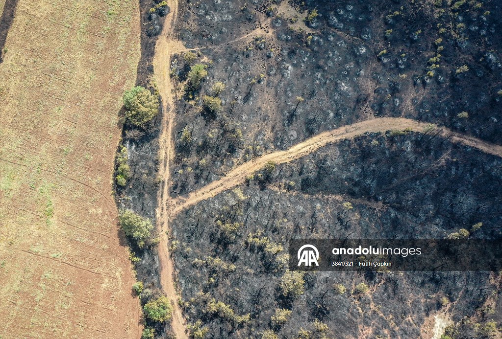 Bilecik'te orman yangınında zarar gören alanlar dronla görüntülendi
