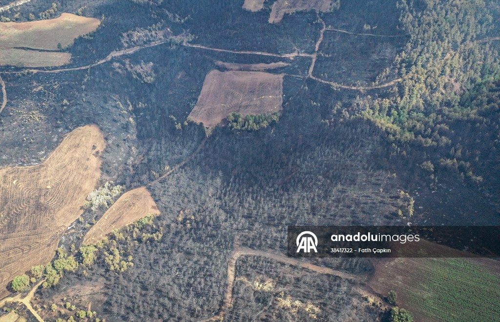 Bilecik'te orman yangınında zarar gören alanlar dronla görüntülendi