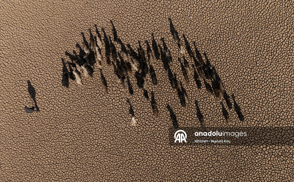 Mazıdağı’nda bulunan gölet kurudu