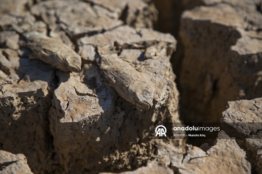 Mazıdağı’nda bulunan gölet kurudu