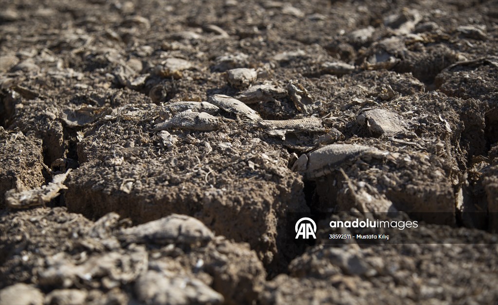 Mazıdağı’nda bulunan gölet kurudu