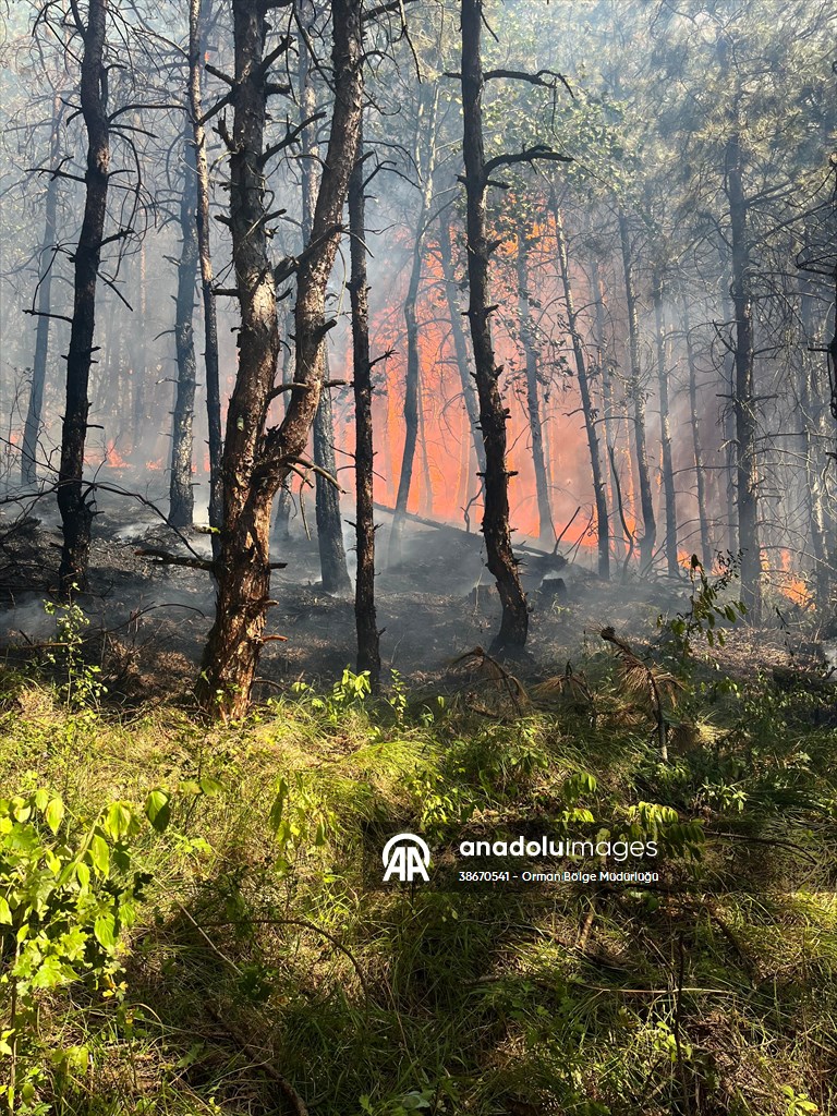 Sakarya'da ormanlık alanda çıkan yangına müdahale ediliyor