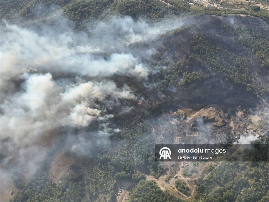 Sakarya'da ormanlık alanda çıkan yangın kontrol altına alındı