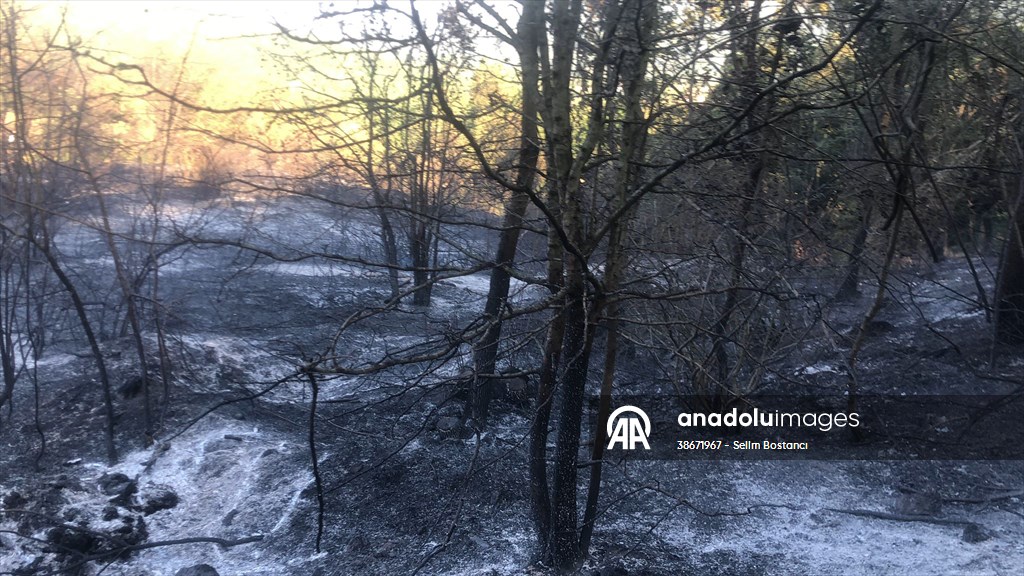Sakarya'da ormanlık alanda çıkan yangın kontrol altına alındı
