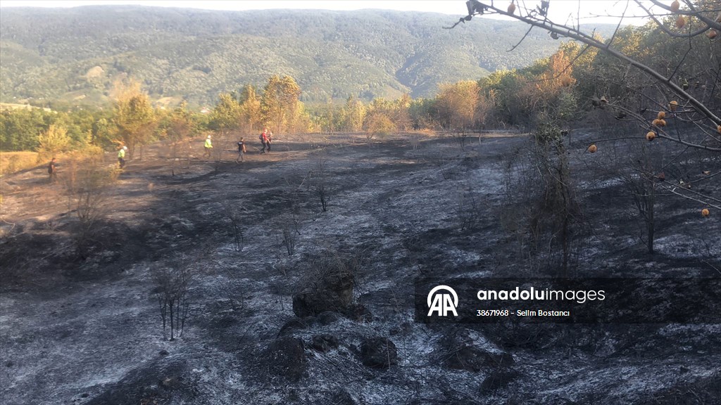 Sakarya'da ormanlık alanda çıkan yangın kontrol altına alındı