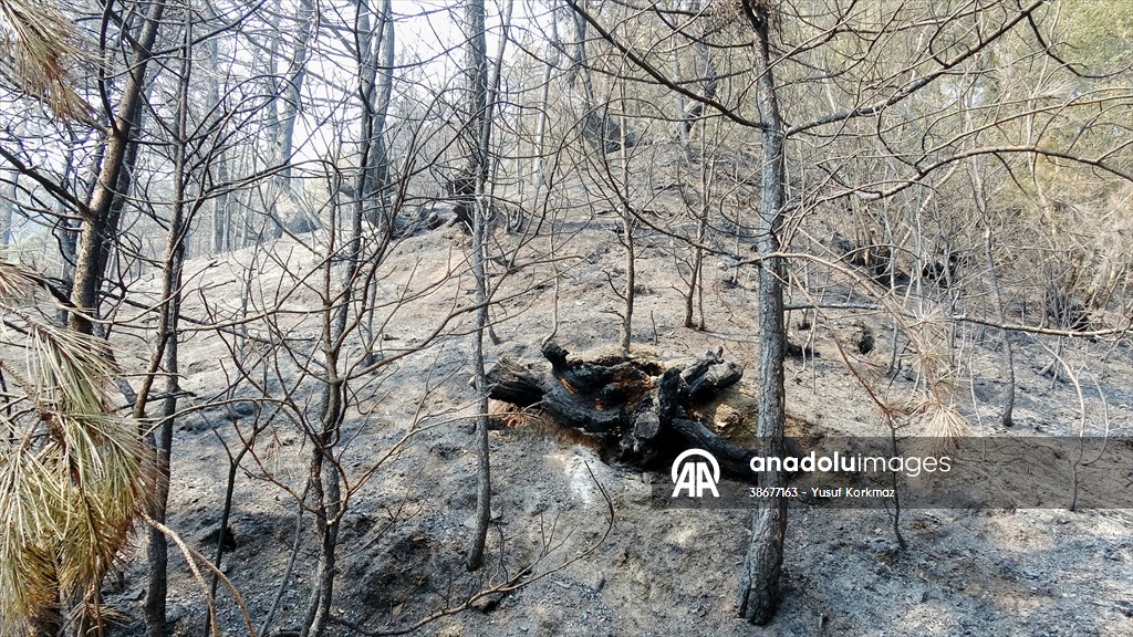 Karabük'teki yangının 5. gününde müdahale sürüyor