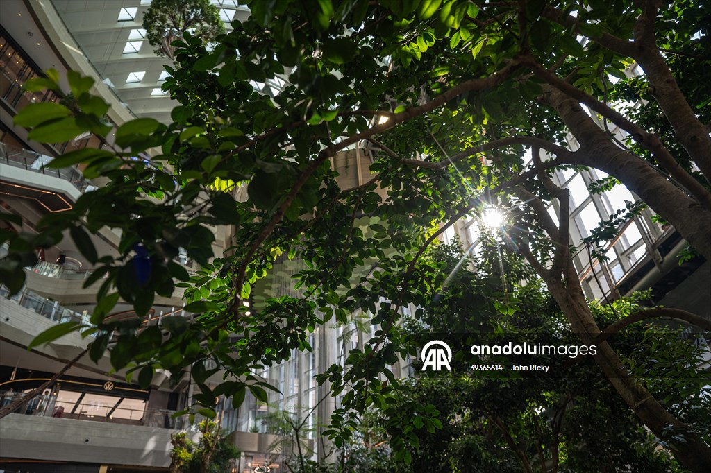 Forest-themed shopping mall in China