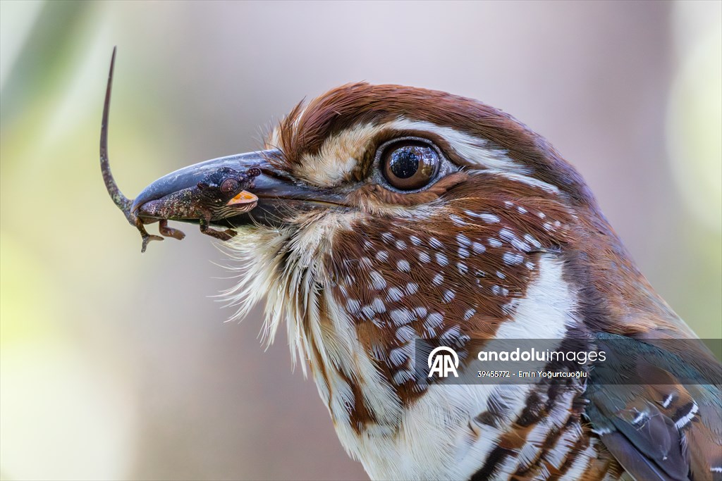 Short-legged ground roller hunts a Madagascar pimple-nose chameleon
