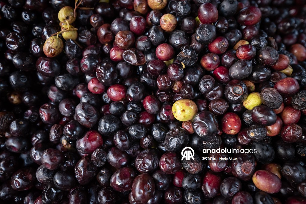 Hatay’da geleneksel “su seyti” yöntemiyle üretim devam ediyor