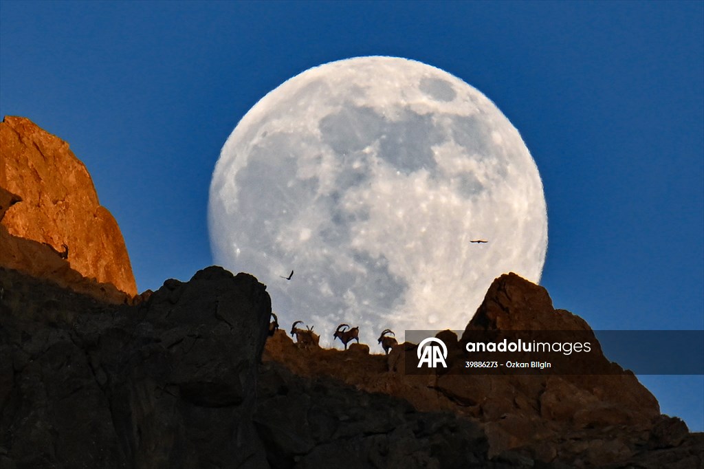 Wild goats spotted under full moon on Van’s mountain peaks