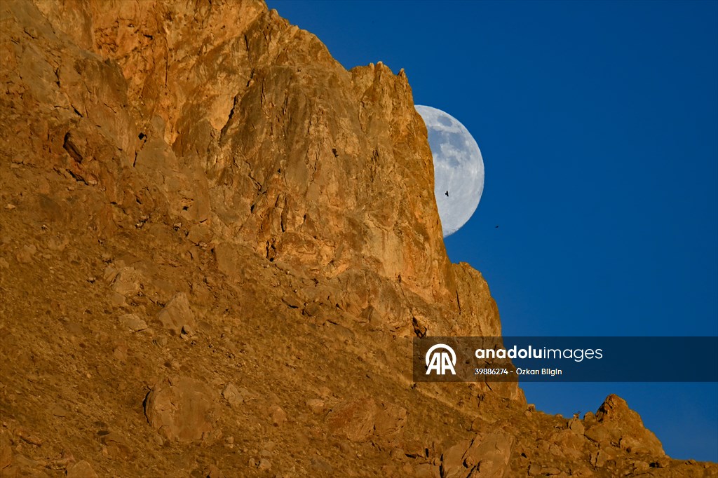Wild goats spotted under full moon on Van’s mountain peaks