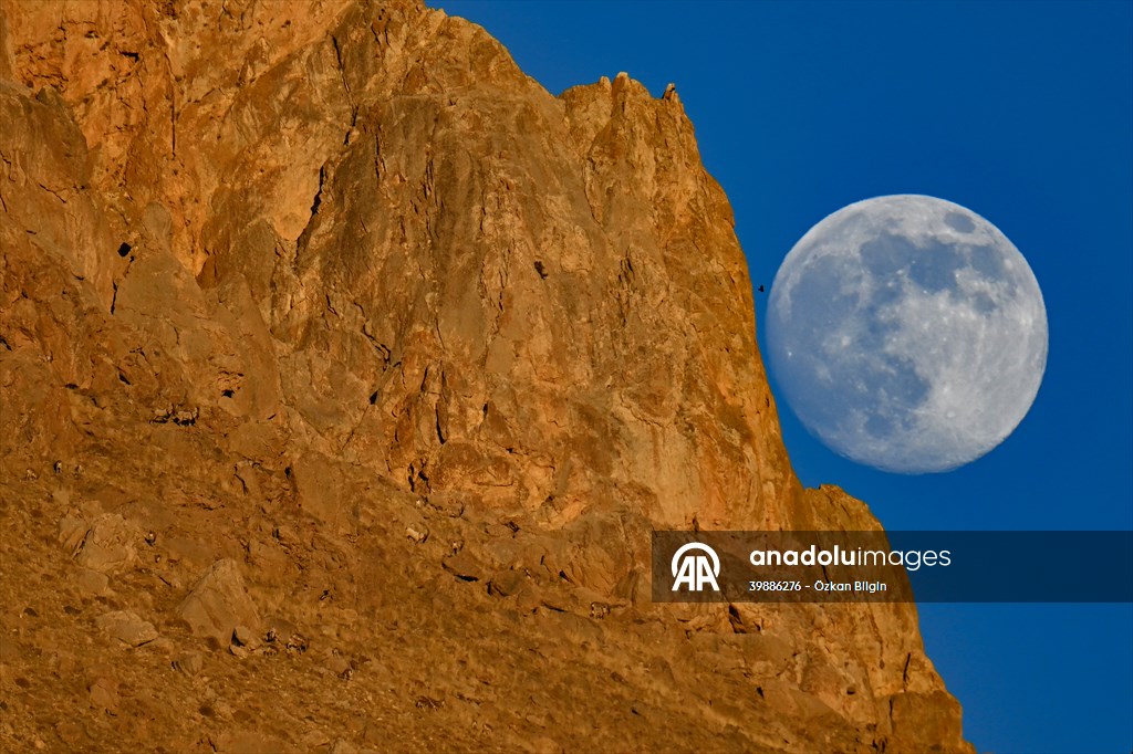 Wild goats spotted under full moon on Van’s mountain peaks