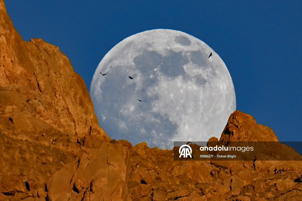 Wild goats spotted under full moon on Van’s mountain peaks