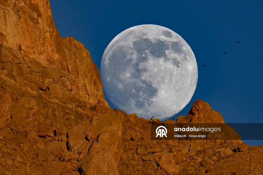 Wild goats spotted under full moon on Van’s mountain peaks