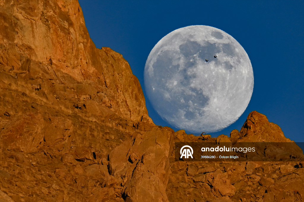 Wild goats spotted under full moon on Van’s mountain peaks