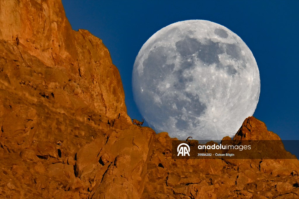 Wild goats spotted under full moon on Van’s mountain peaks