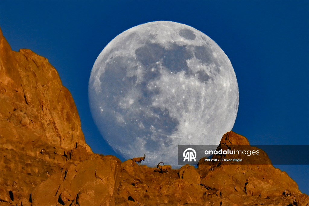 Wild goats spotted under full moon on Van’s mountain peaks
