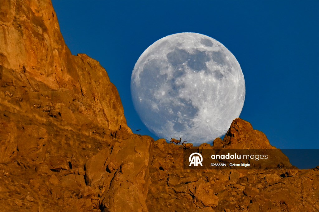 Wild goats spotted under full moon on Van’s mountain peaks