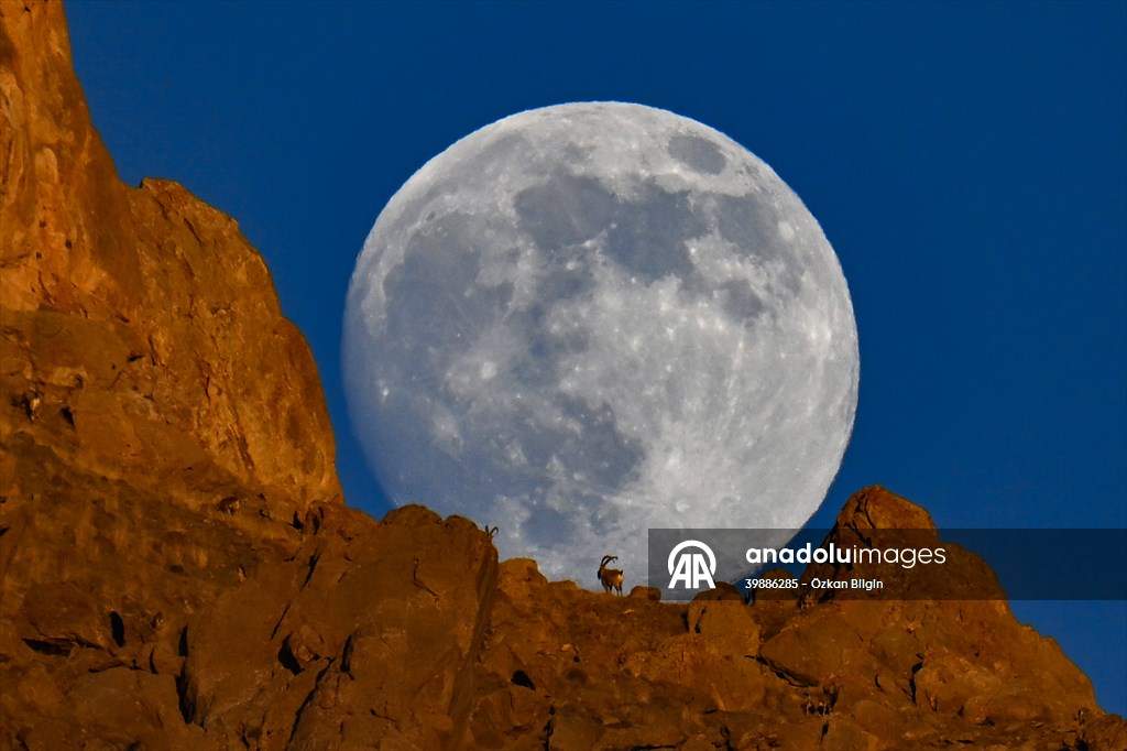 Wild goats spotted under full moon on Van’s mountain peaks