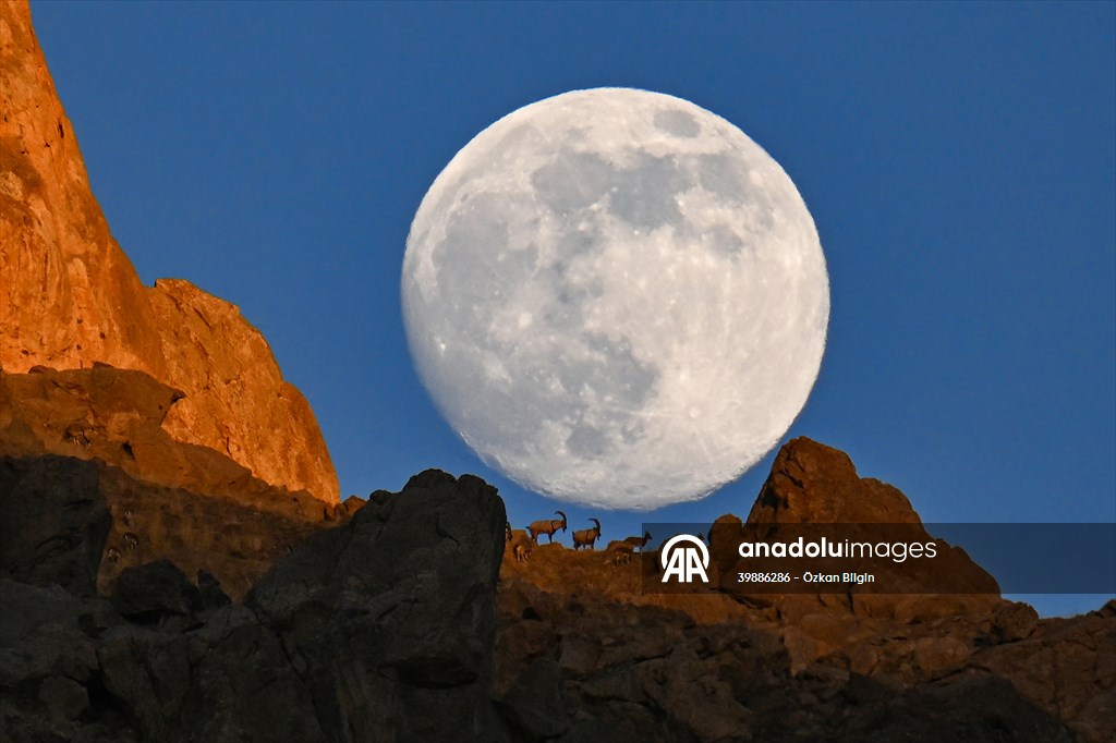 Wild goats spotted under full moon on Van’s mountain peaks