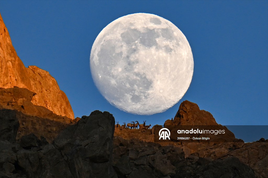 Wild goats spotted under full moon on Van’s mountain peaks