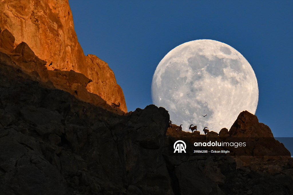 Wild goats spotted under full moon on Van’s mountain peaks