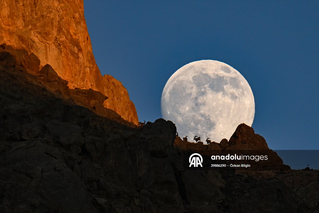 Wild goats spotted under full moon on Van’s mountain peaks