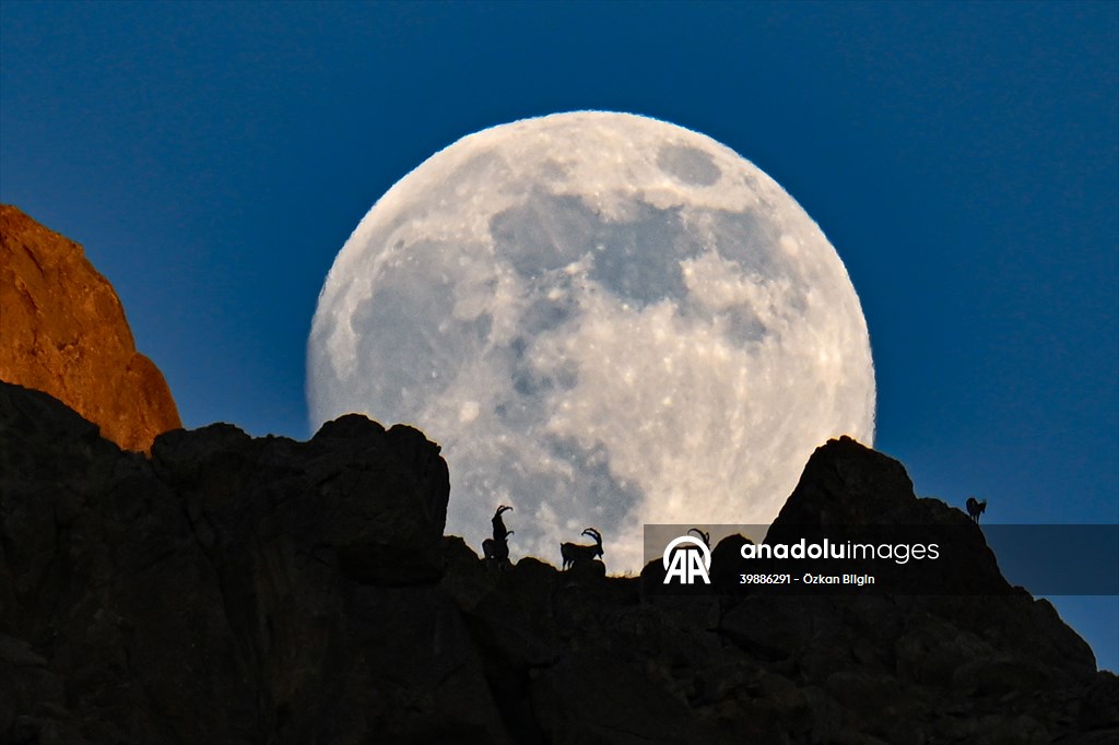 Wild goats spotted under full moon on Van’s mountain peaks