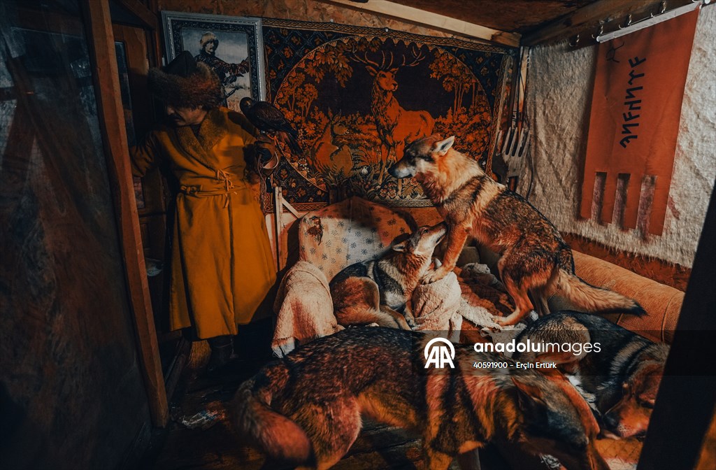 Sivas'ın bozkırında hayatını adadığı kurt köpekleri ve yırtıcı kuşlarıyla yaşıyor